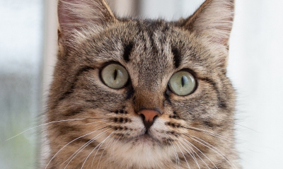 Жестокость на колесах: таксист в Балашихе стал героем видеосети по ужасной причине